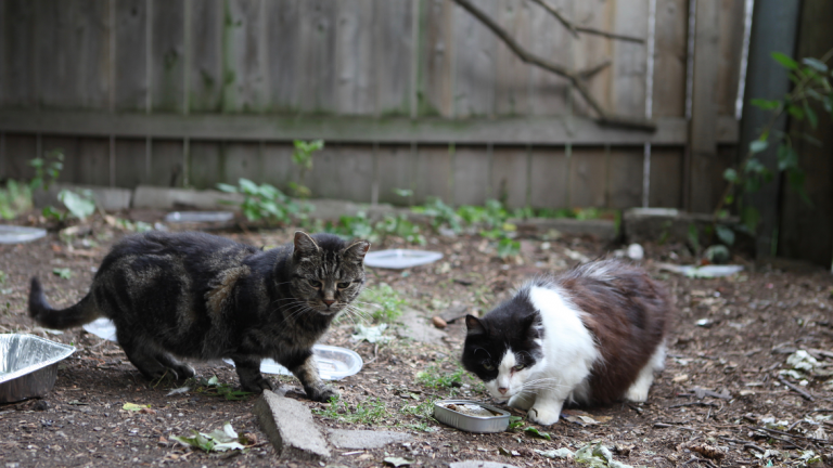 Two cats in a backyard eating from a tin