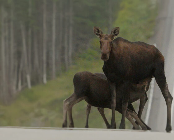 capebreton-cda natl parks_earthday